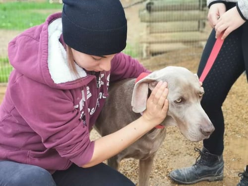 Cours-osteopathie-animale-sur-chien-refuge-animalier-IFOA-scaled-1